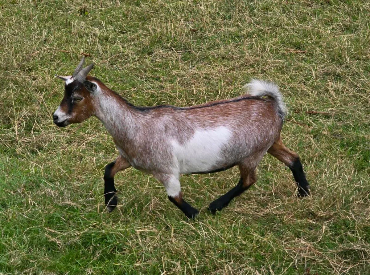 Pygmy Goat Pucks - Image 3