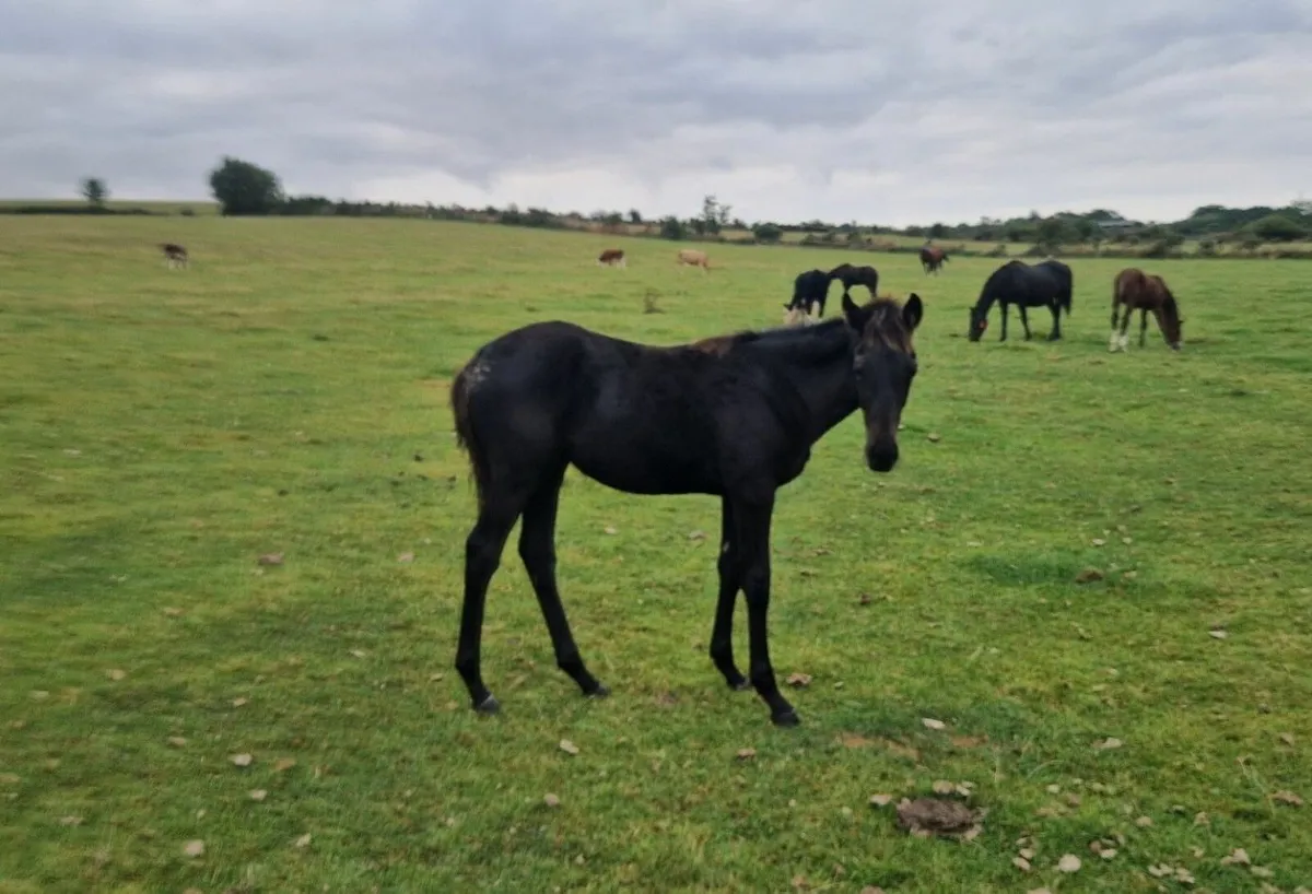 Thoroughbred NH filly foal from BlackType Pedigree - Image 1