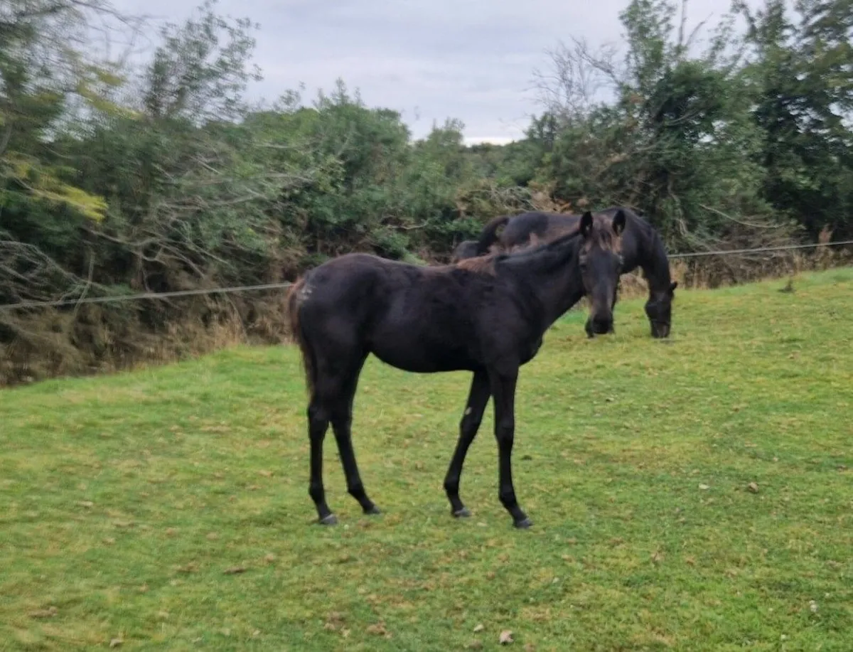 Thoroughbred NH filly foal from BlackType Pedigree - Image 2