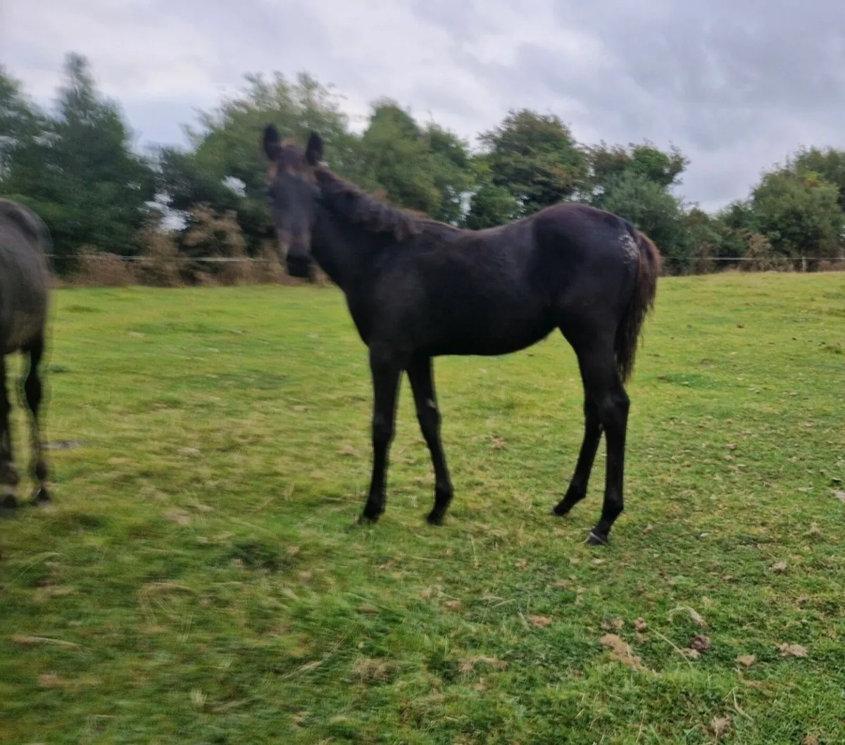 Thoroughbred NH filly foal from BlackType Pedigree - Image 4
