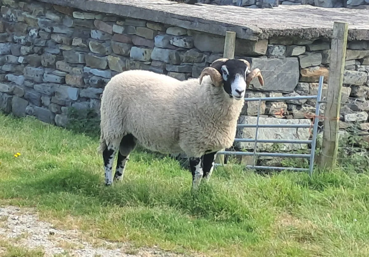 🚨PBR Quality Swaledale Ram🚨 - Image 1