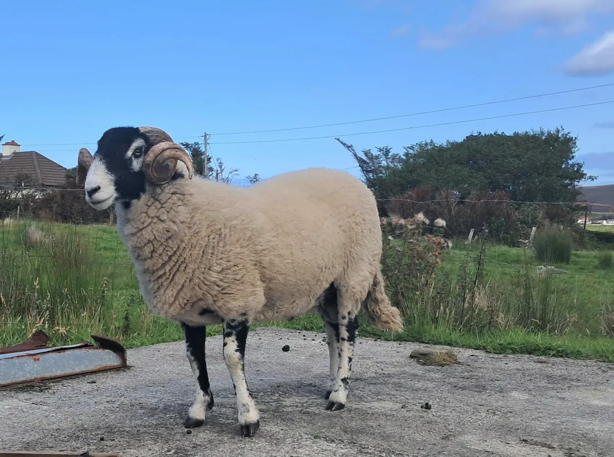 🚨PBR Quality Swaledale Ram🚨 - Image 2