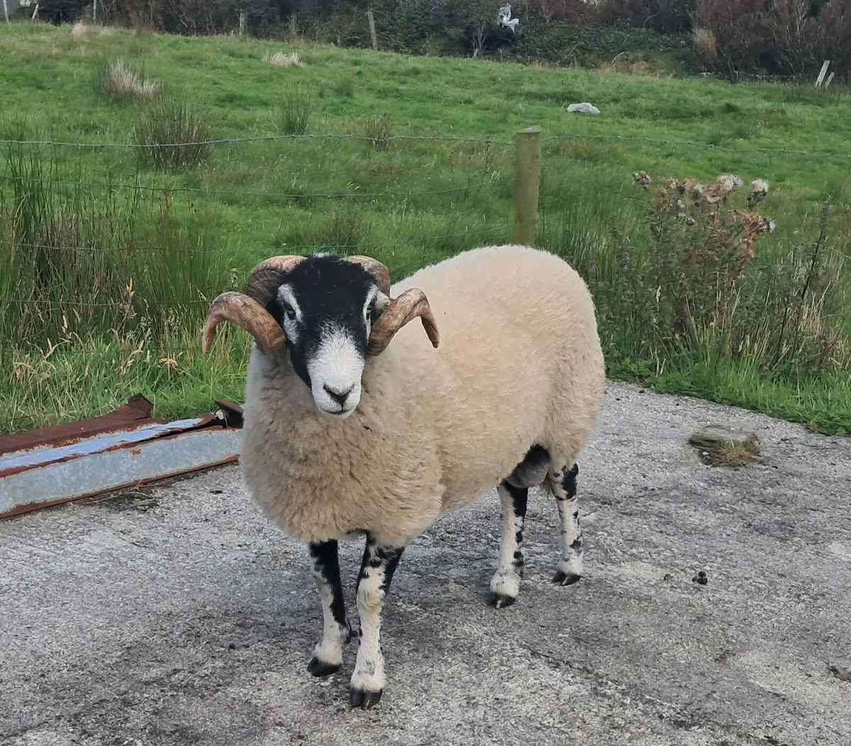 🚨PBR Quality Swaledale Ram🚨 - Image 3