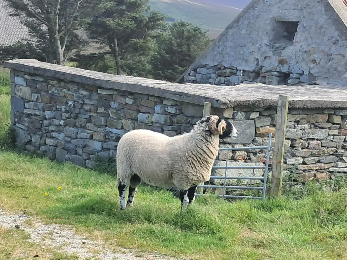🚨PBR Quality Swaledale Ram🚨 - Image 4