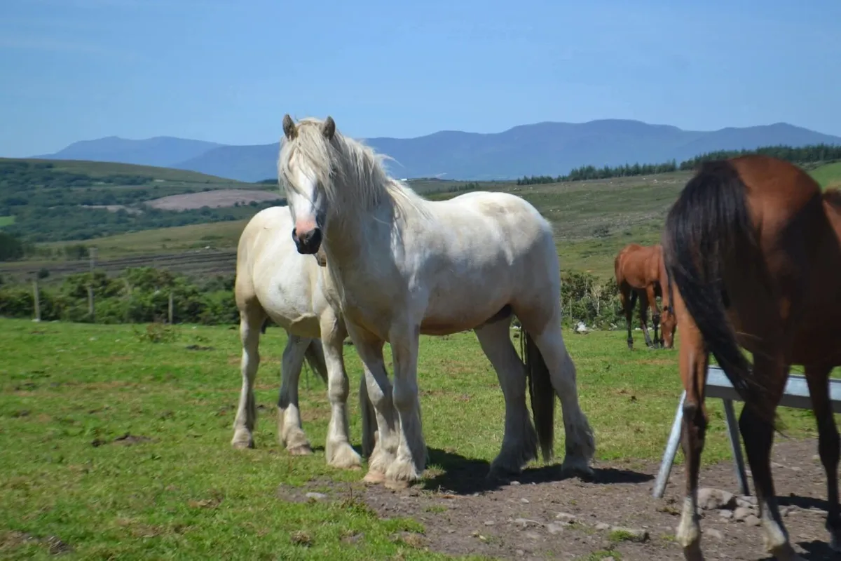 Palomino and white