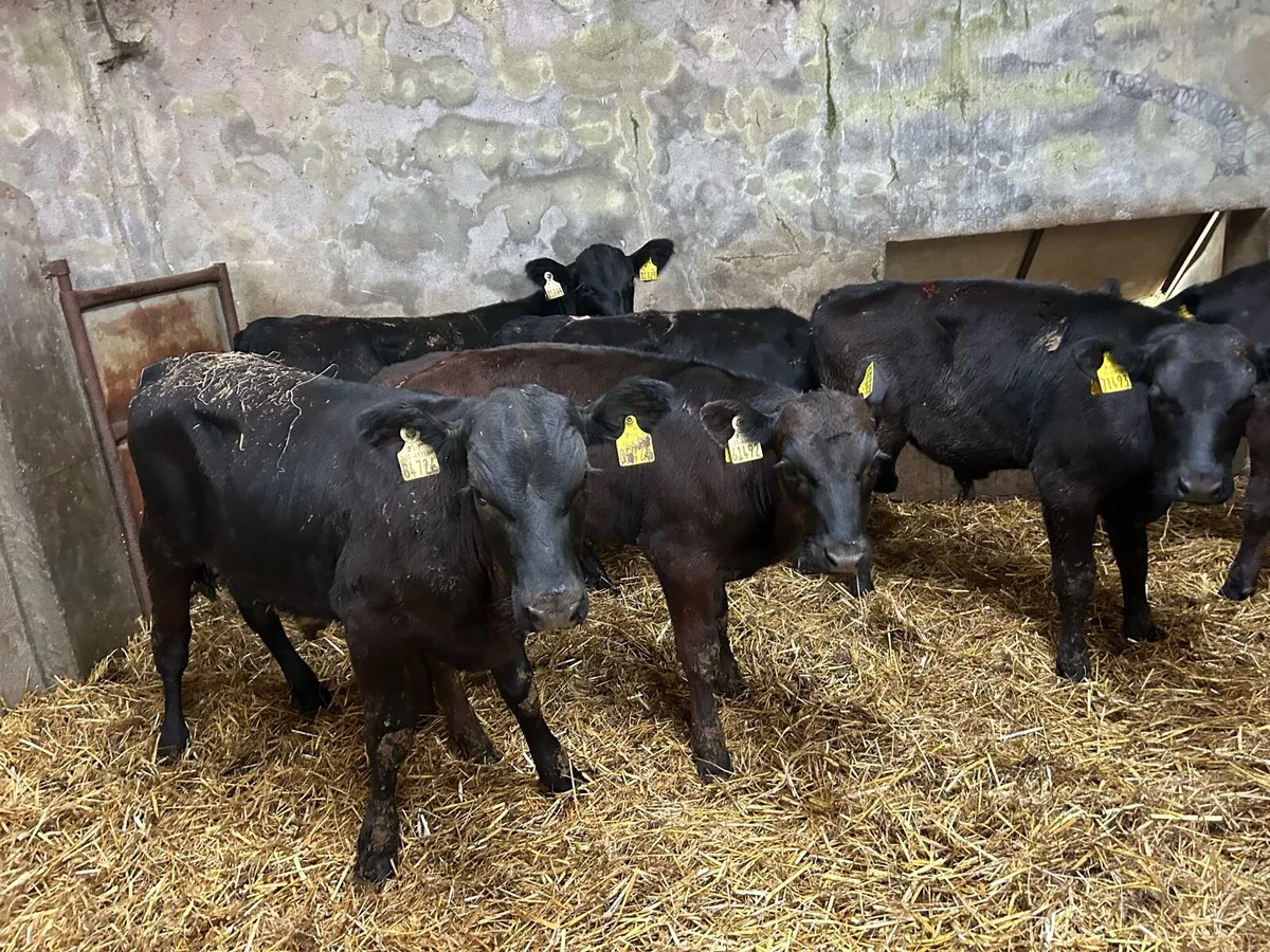Weanlings - Image 1