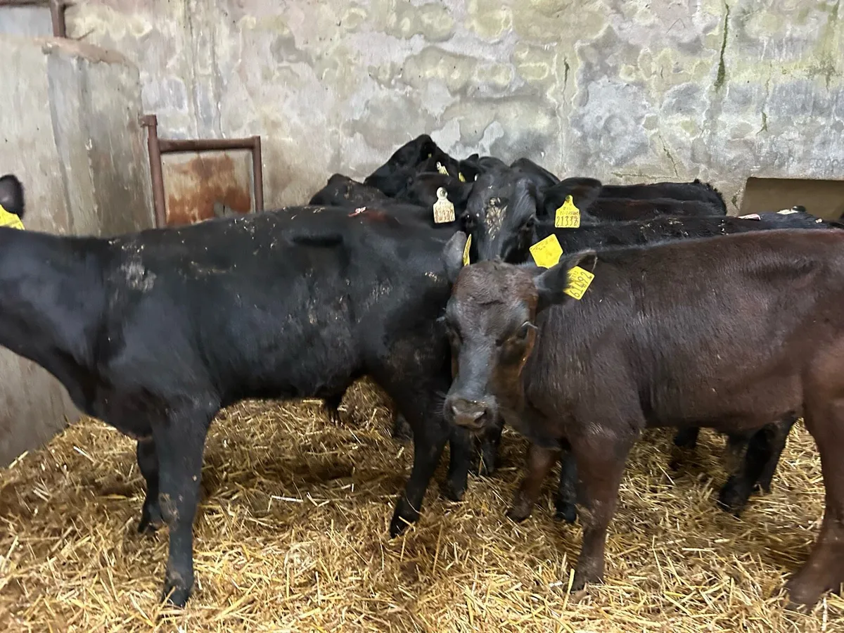 Weanlings - Image 2