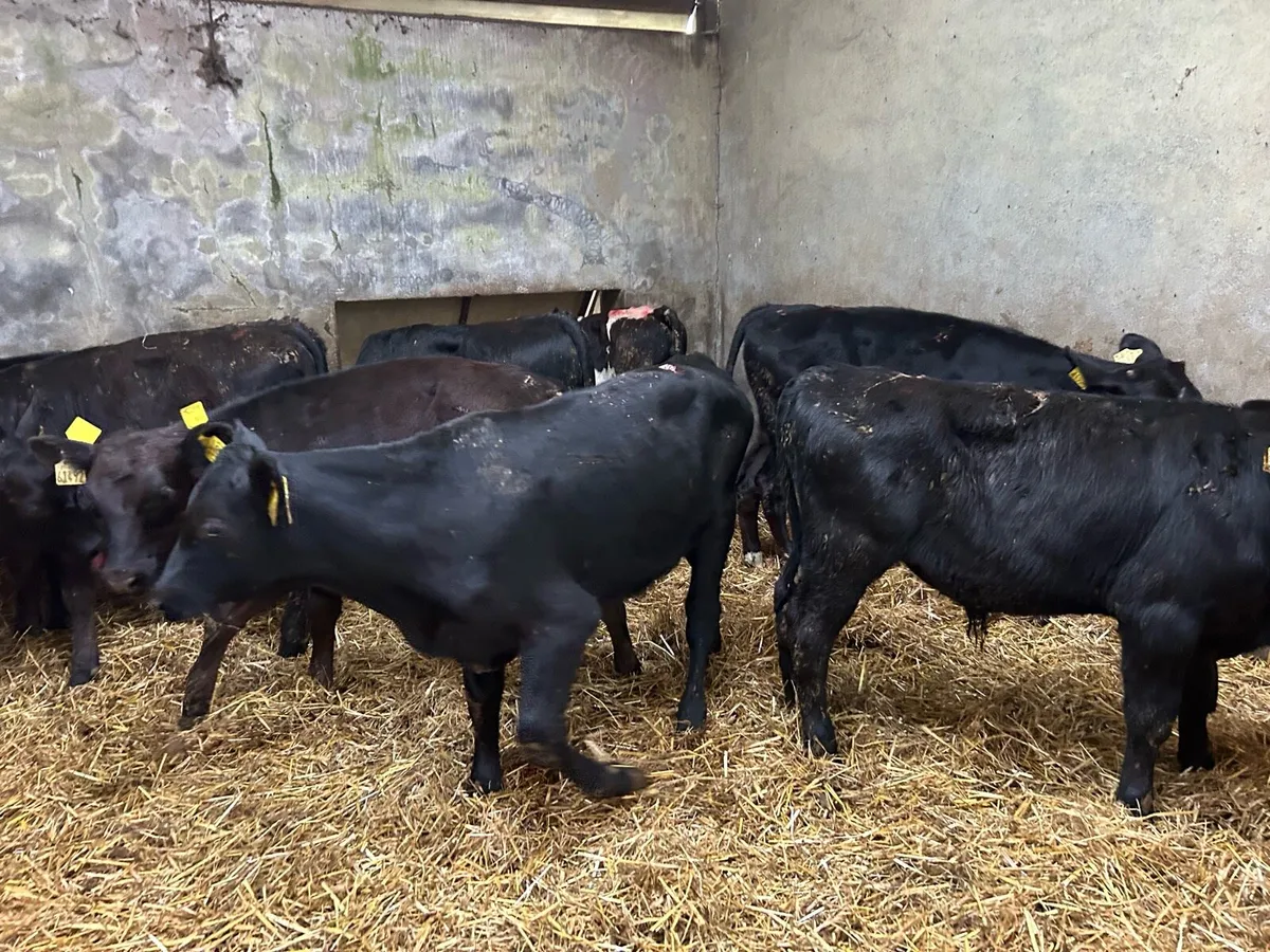 Weanlings - Image 3