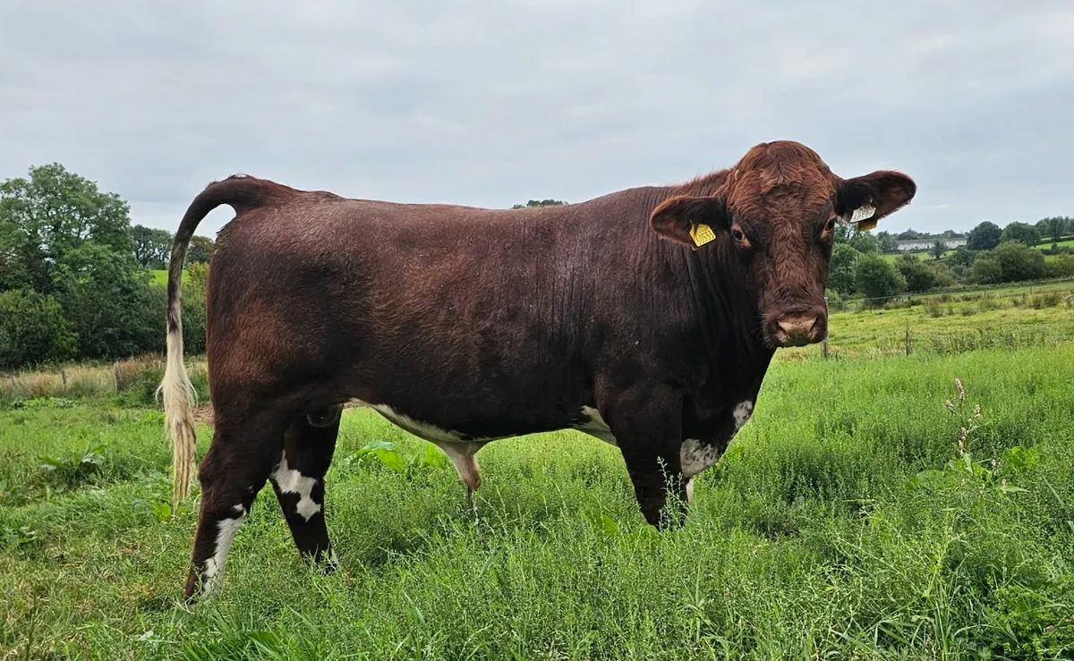Powerful Pedigree Registered Beef Shorthorn Bulls - Image 2