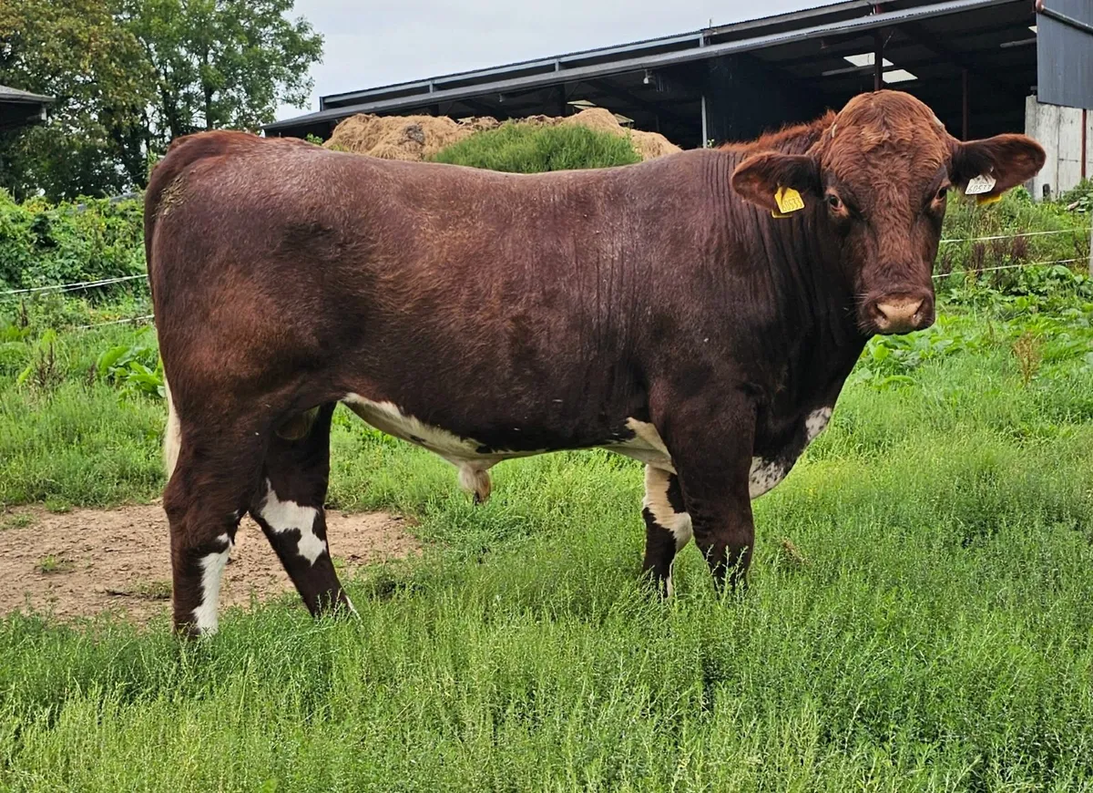 Powerful Pedigree Registered Beef Shorthorn Bulls - Image 1