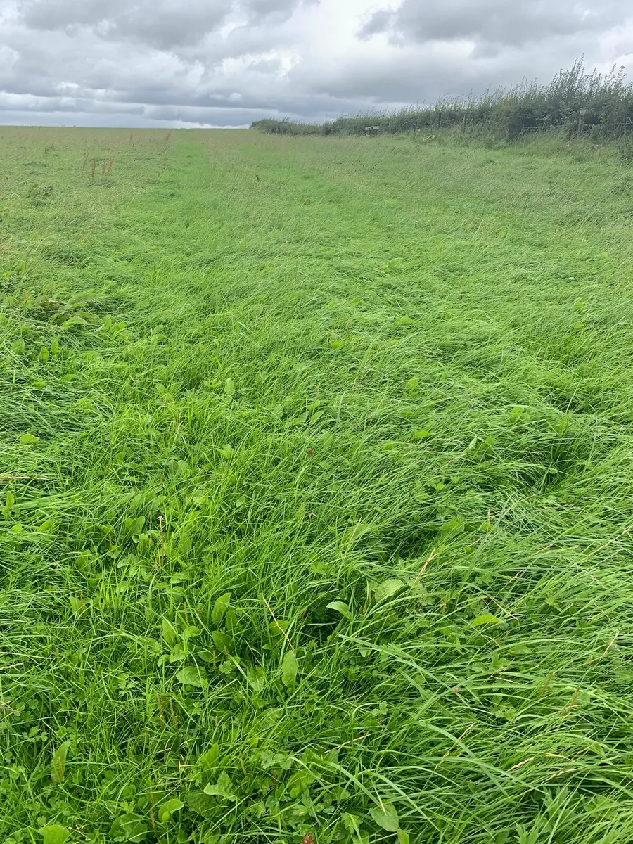 Meadow grass - Image 1