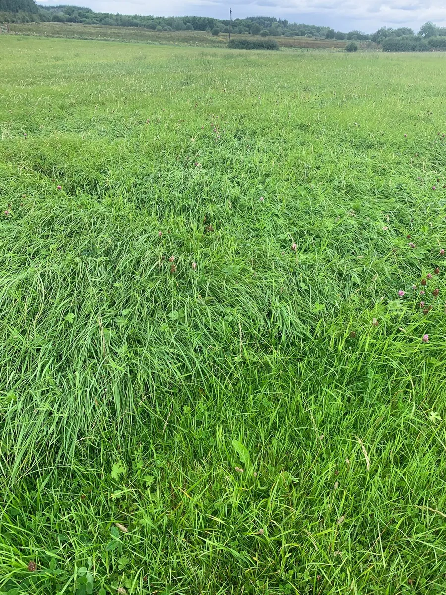 Meadow grass - Image 2