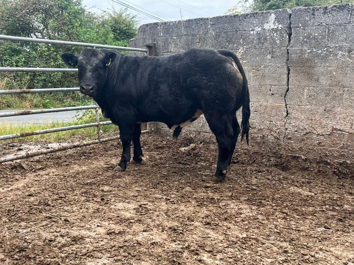 Limousin Bull Calf for sale Gort Mart - Image 1