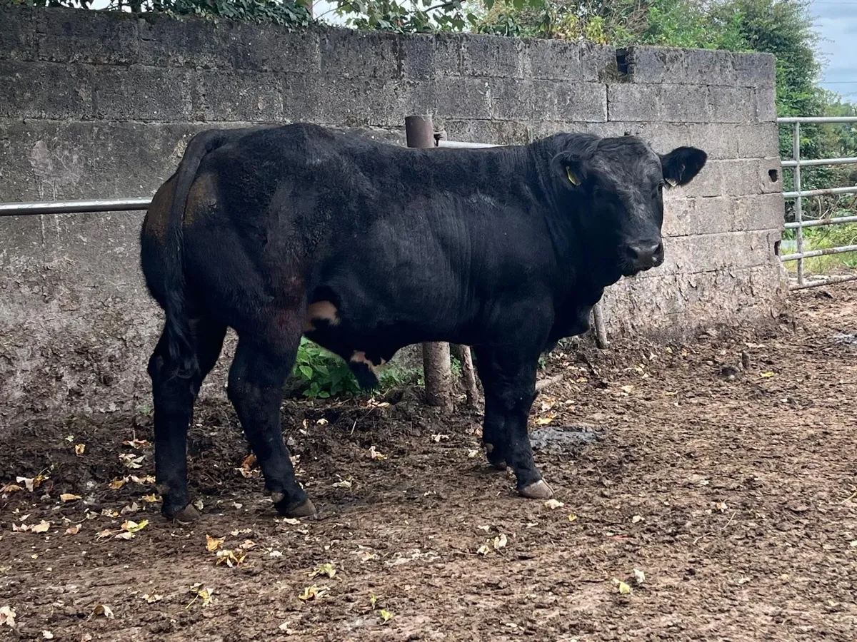 Limousin Bull Calf for sale Gort Mart - Image 2