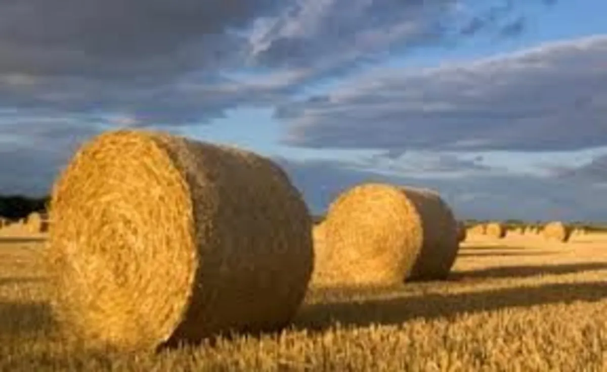 Barley Grain & Round/ Square Straw Bales for sale