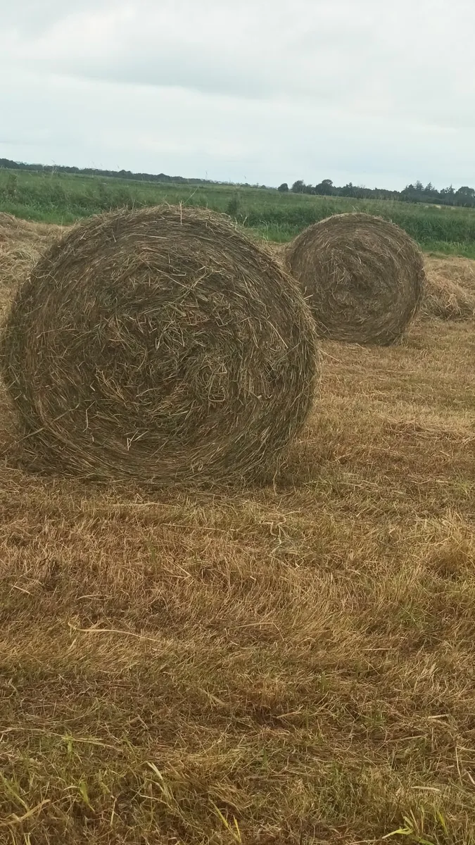 Callow Hay - Image 1