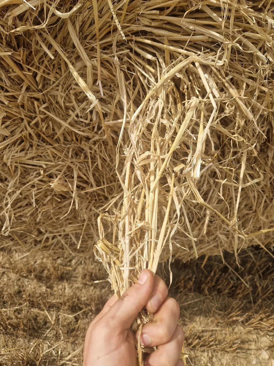 Barley and wheat straw - Image 3