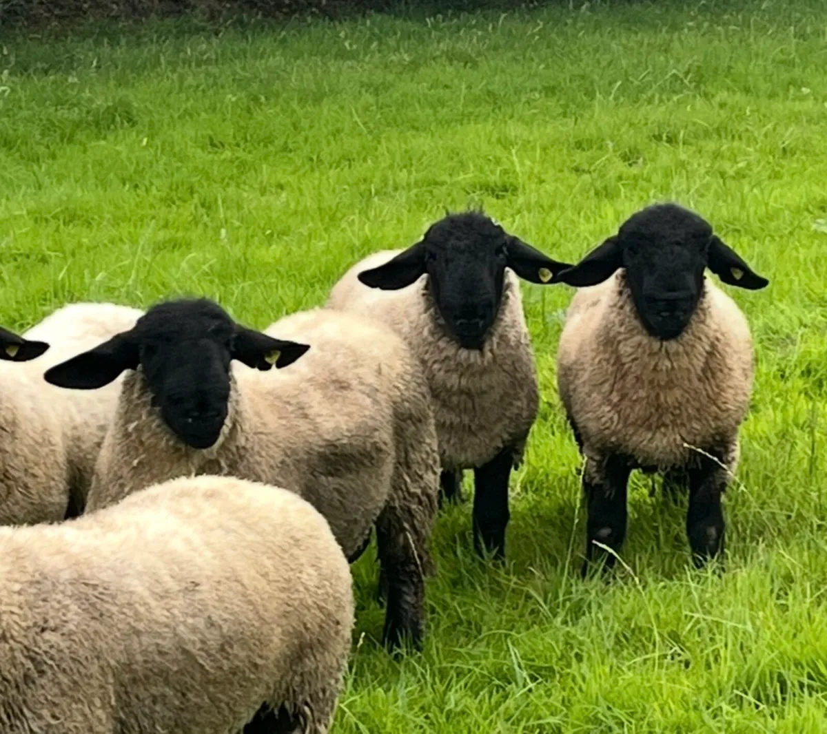 For sale PBR Suffolk Ram Lambs - Image 1