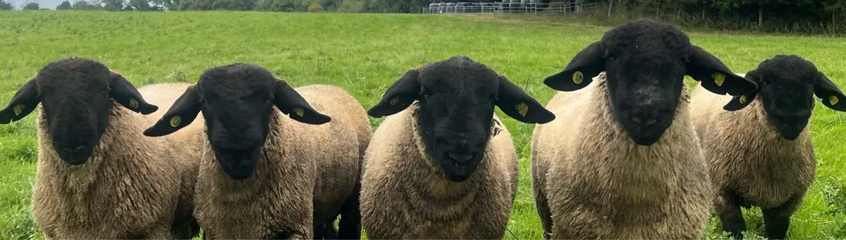For sale PBR Suffolk Ram Lambs - Image 2