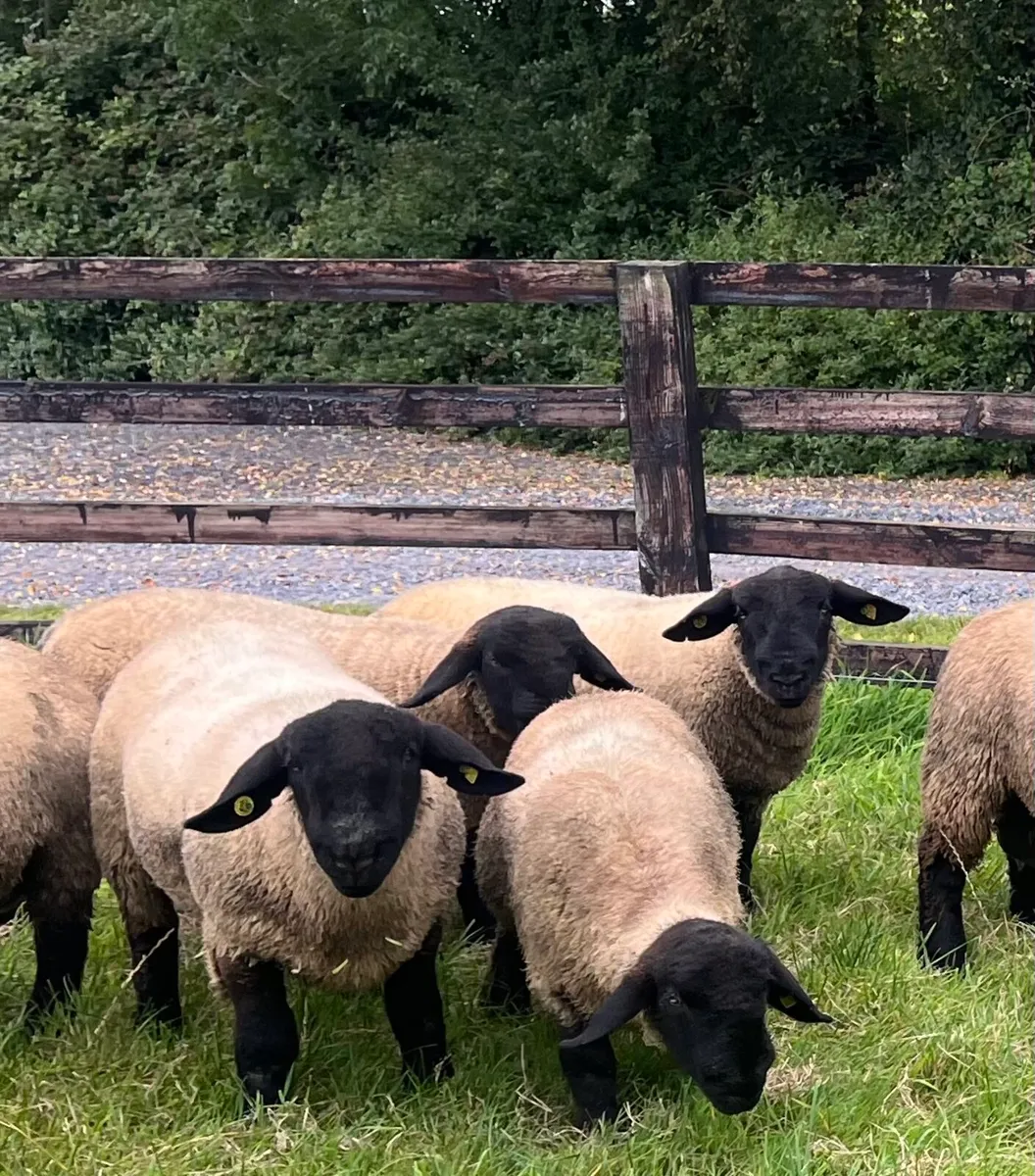 For sale PBR Suffolk Ram Lambs - Image 3