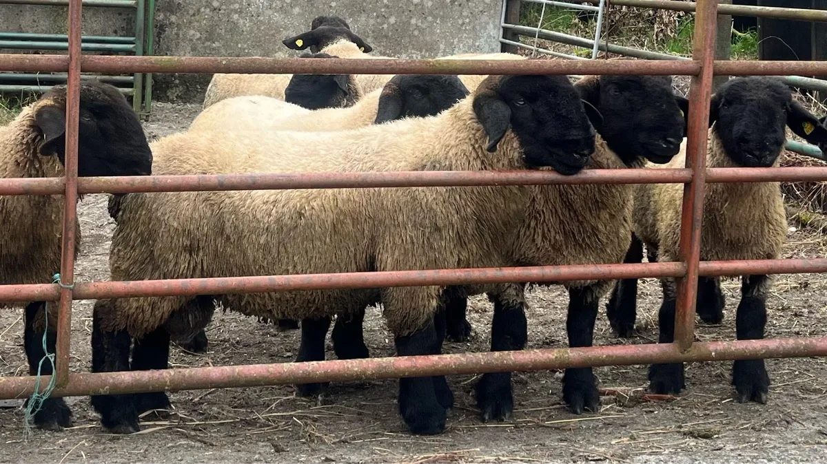 For sale PBR Suffolk Ram Lambs - Image 4