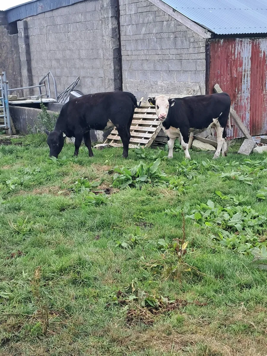 Heifer - Image 1