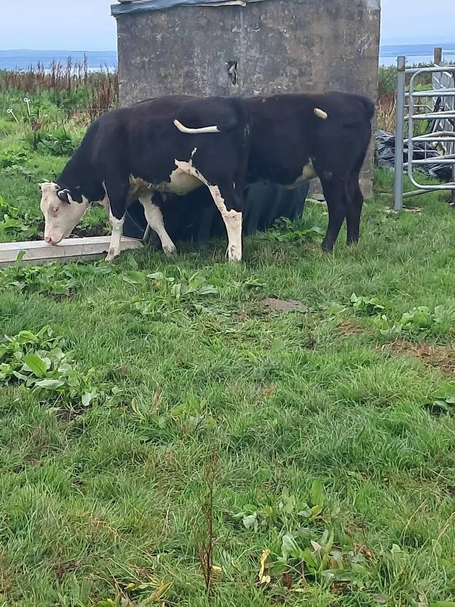 Heifer - Image 2
