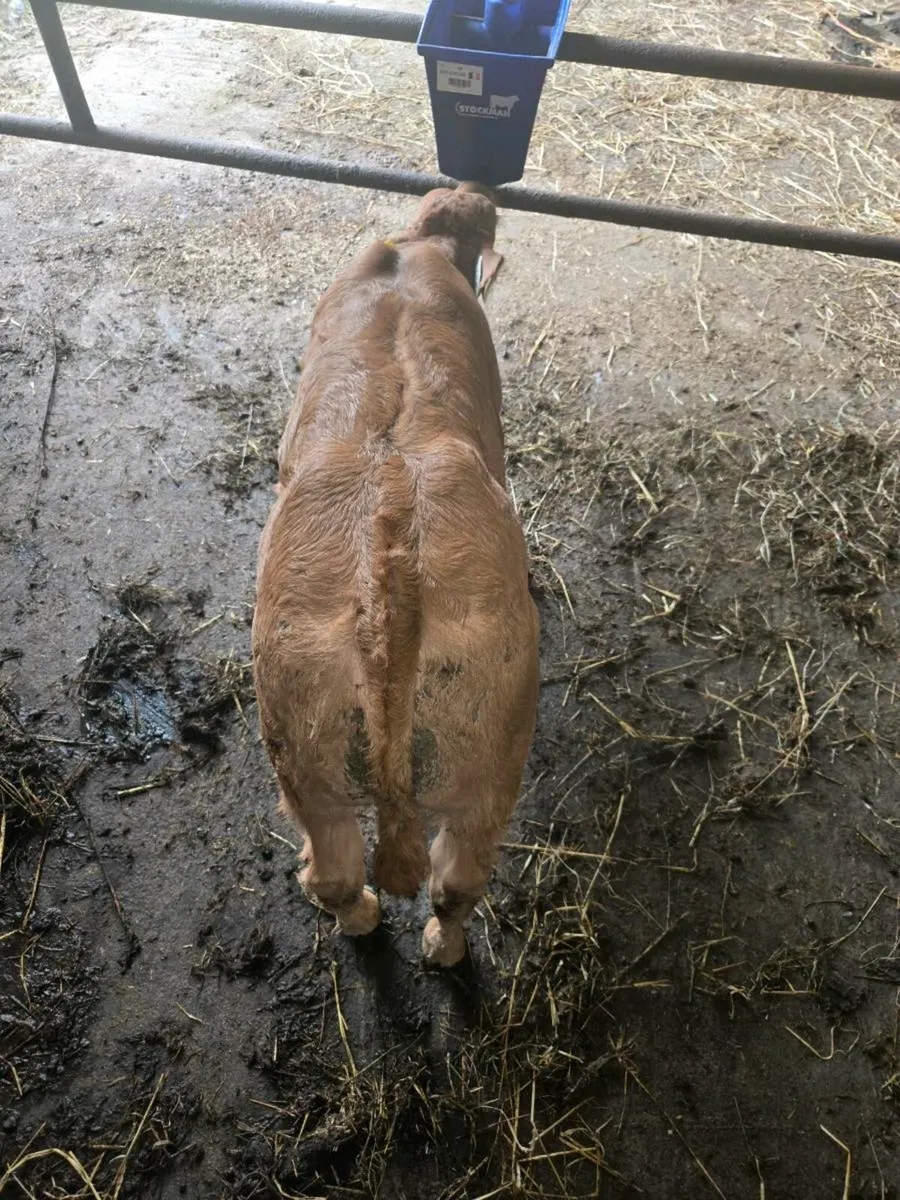 Limousine bull calf - Image 2