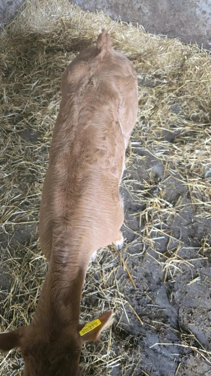 Limousine bull calf - Image 3