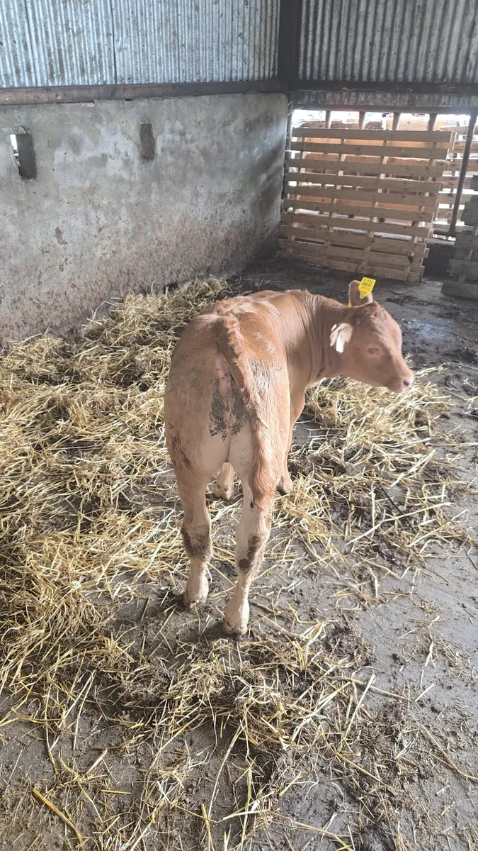 Limousine bull calf - Image 1