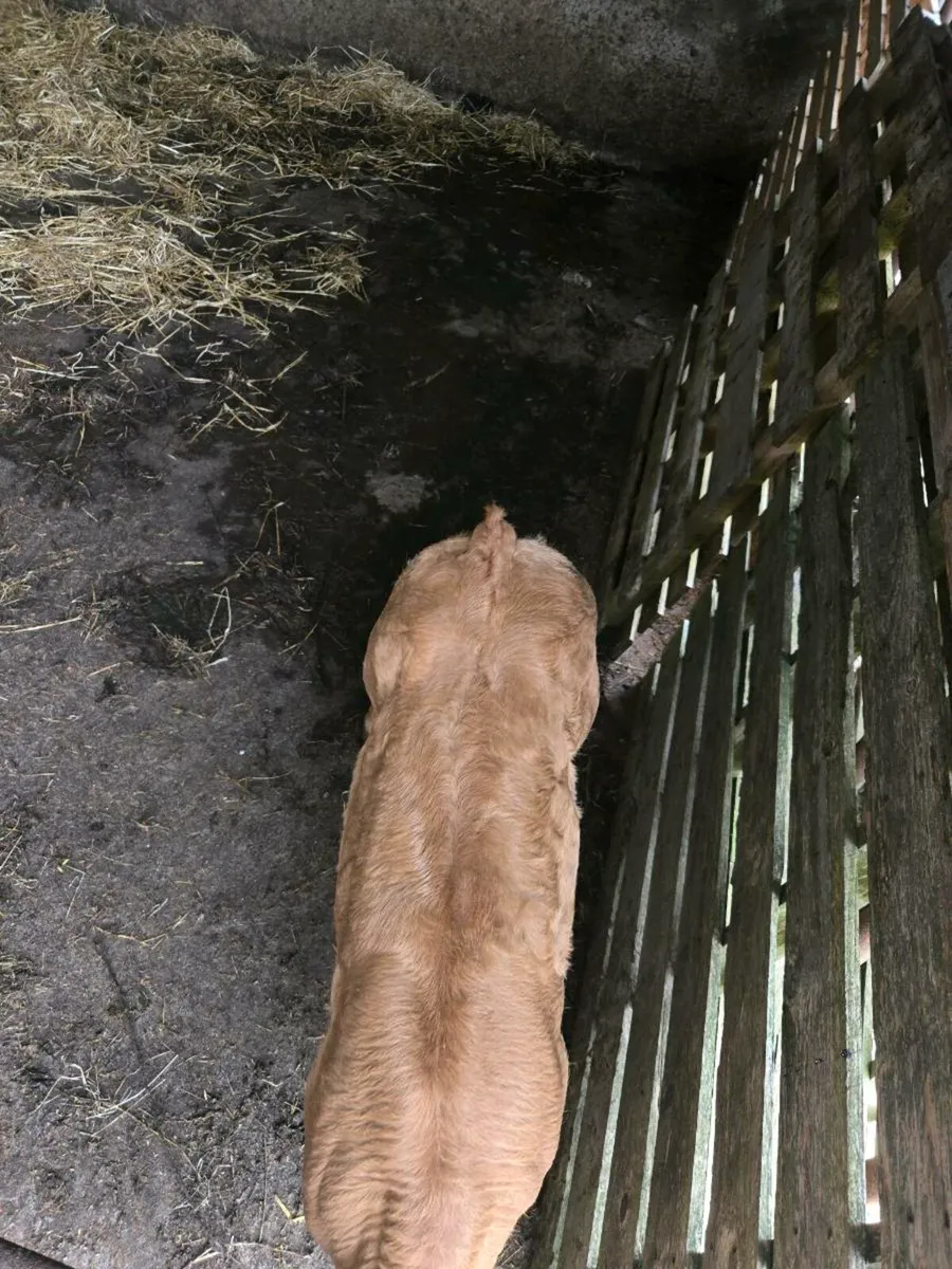 Limousine bull calf - Image 4