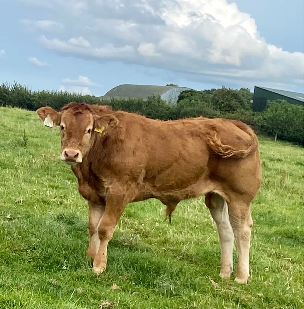 Top Young Limousin bull - Image 1
