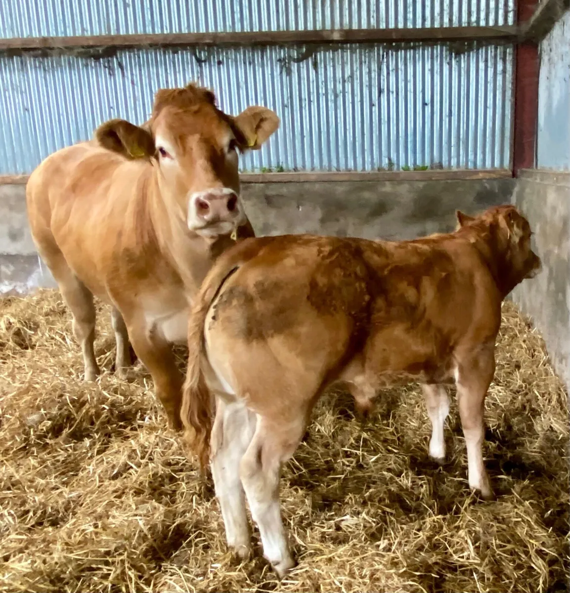 Top Young Limousin bull - Image 3