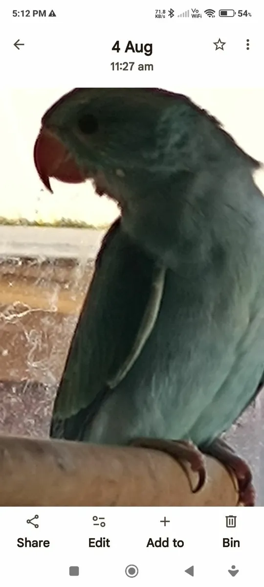Indian Ring neck parrot and cage - Image 1