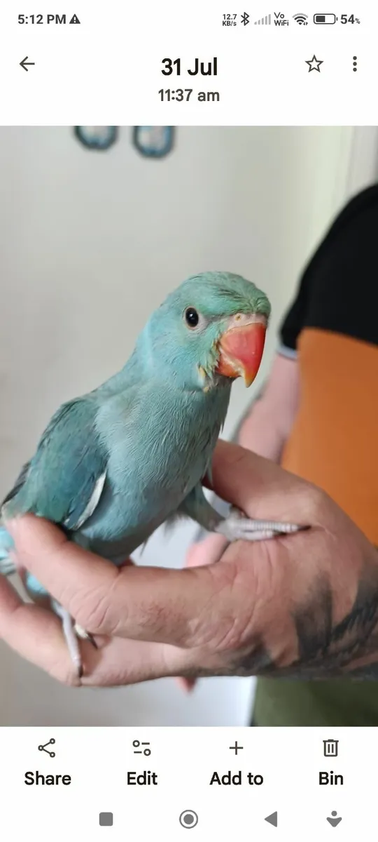 Indian Ring neck parrot and cage - Image 2