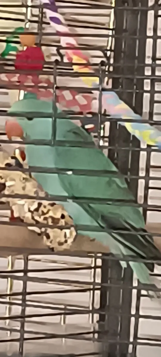 Indian Ring neck parrot and cage - Image 3