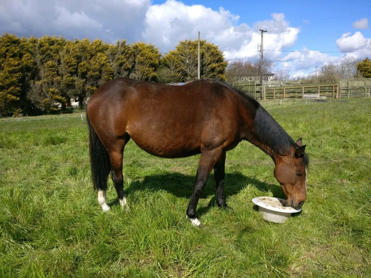 Mare by Gold Well - Image 2