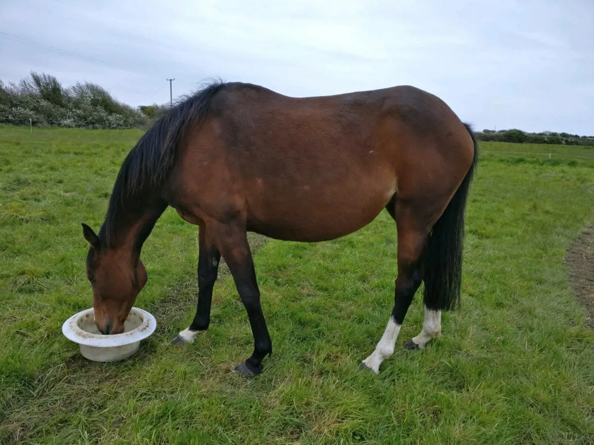 Mare by Gold Well - Image 3