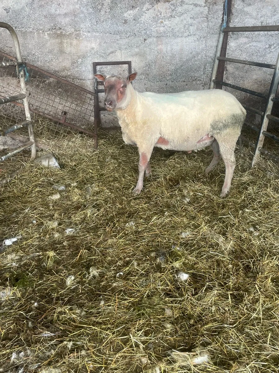 Rouge Ram - Image 1