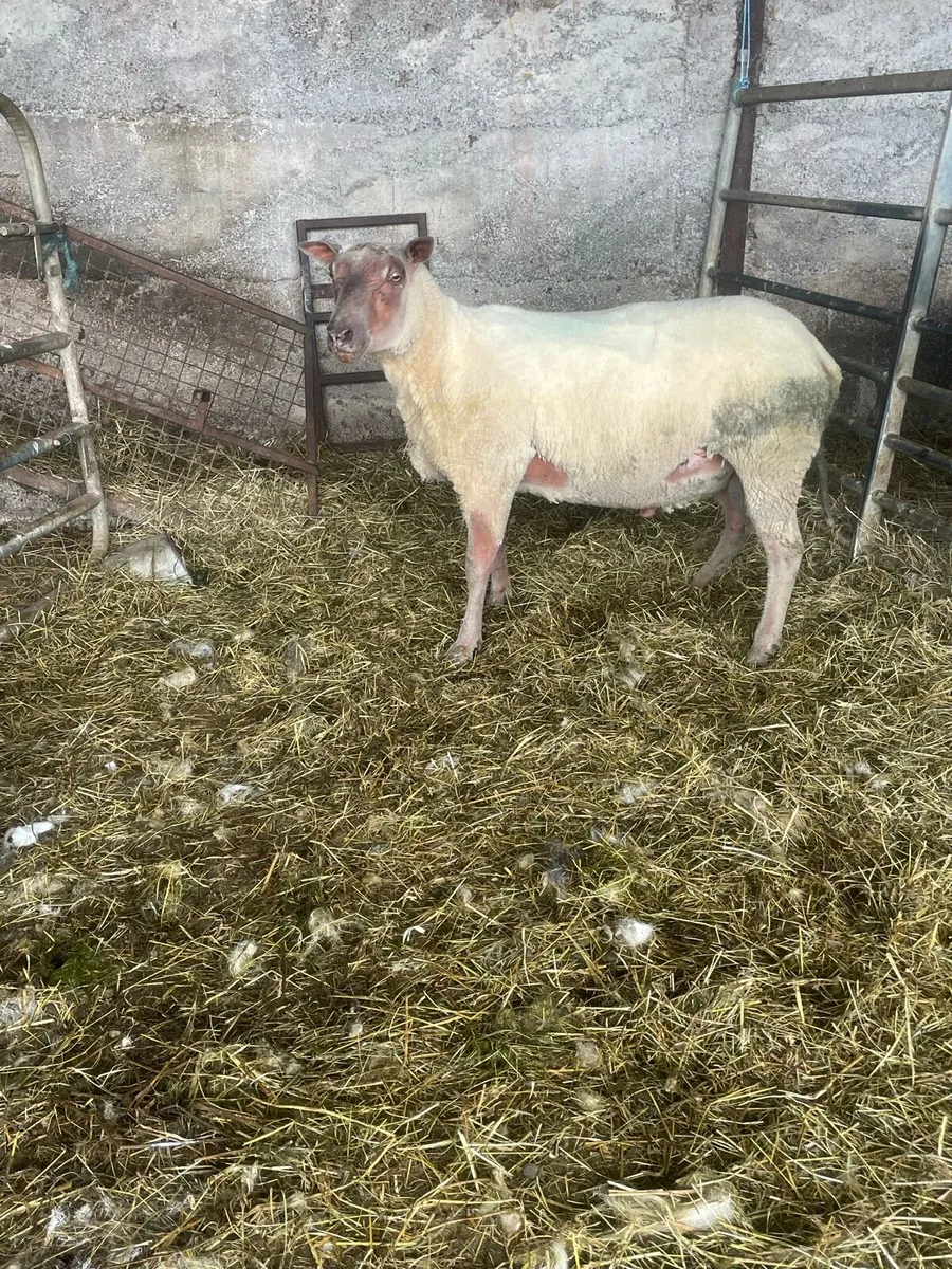 Rouge Ram - Image 2