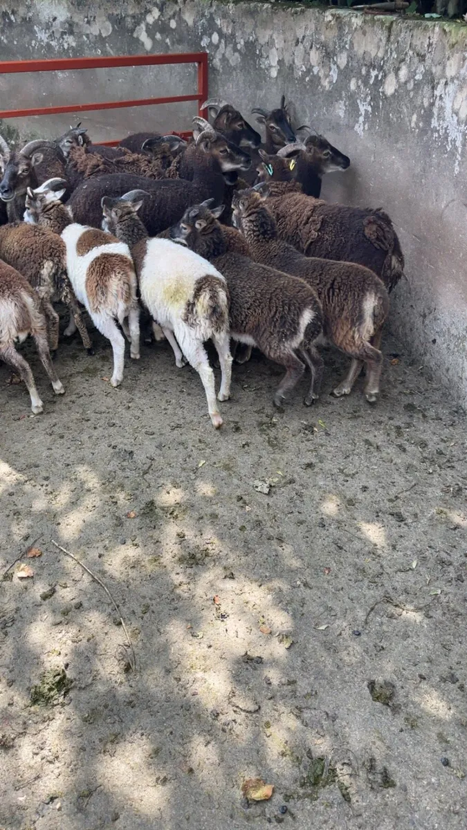 Soay sheep - Image 1