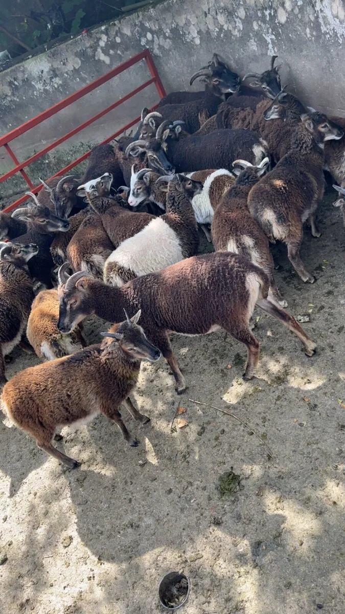 Soay sheep - Image 2