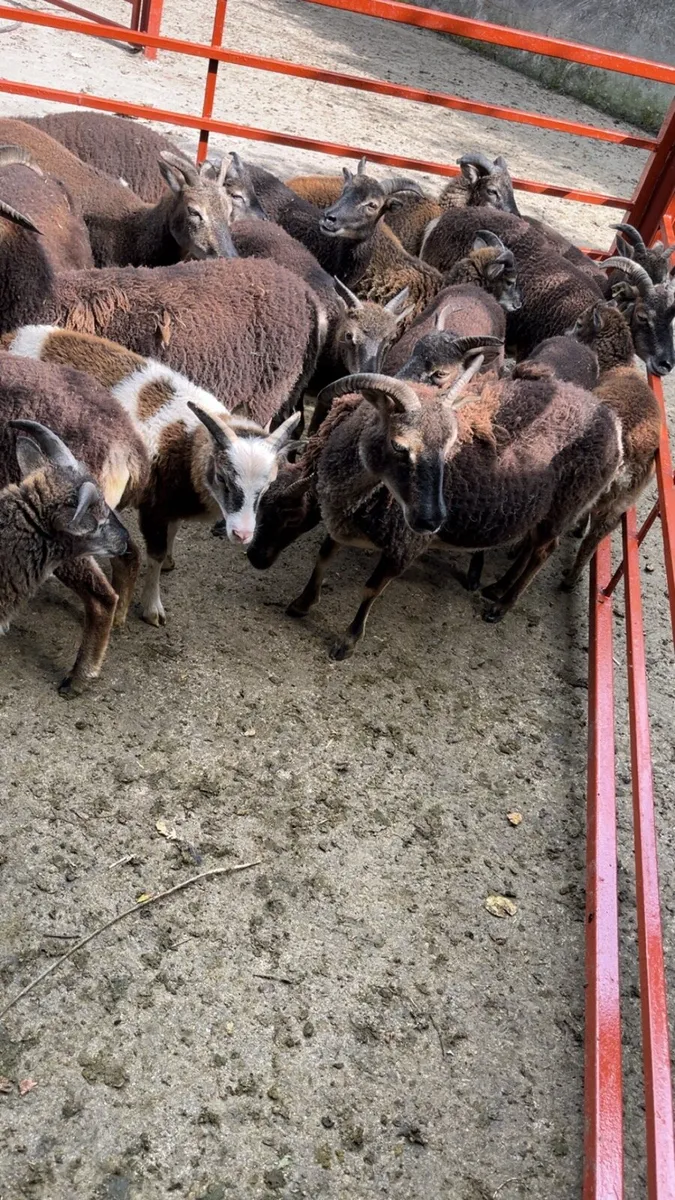 Soay sheep - Image 3