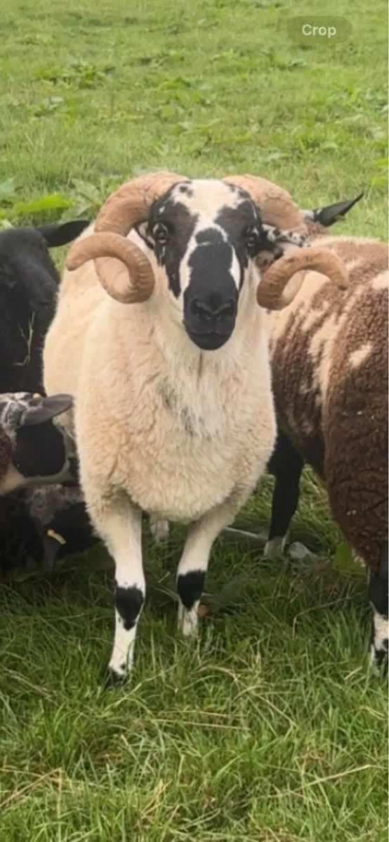 Scotch ram - Image 1
