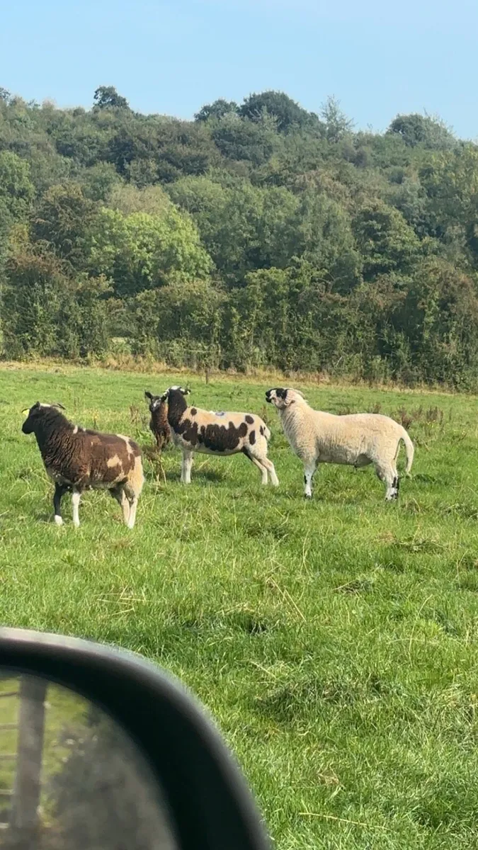Scotch ram - Image 2