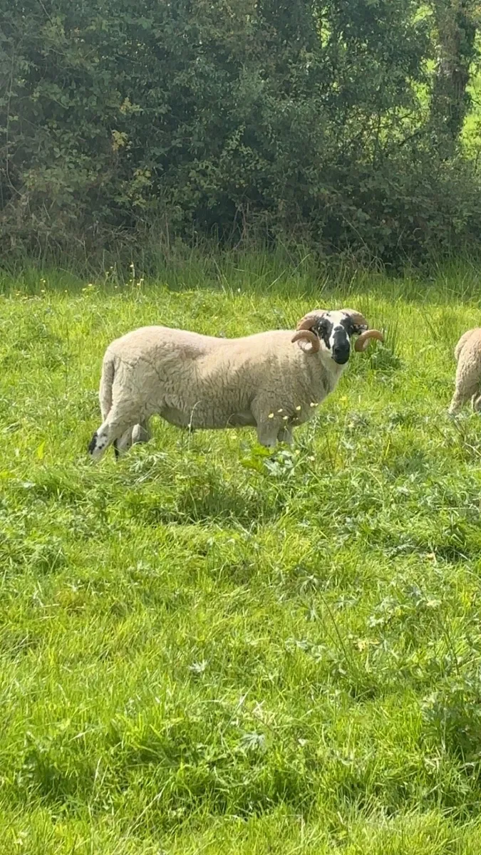 Scotch ram - Image 3