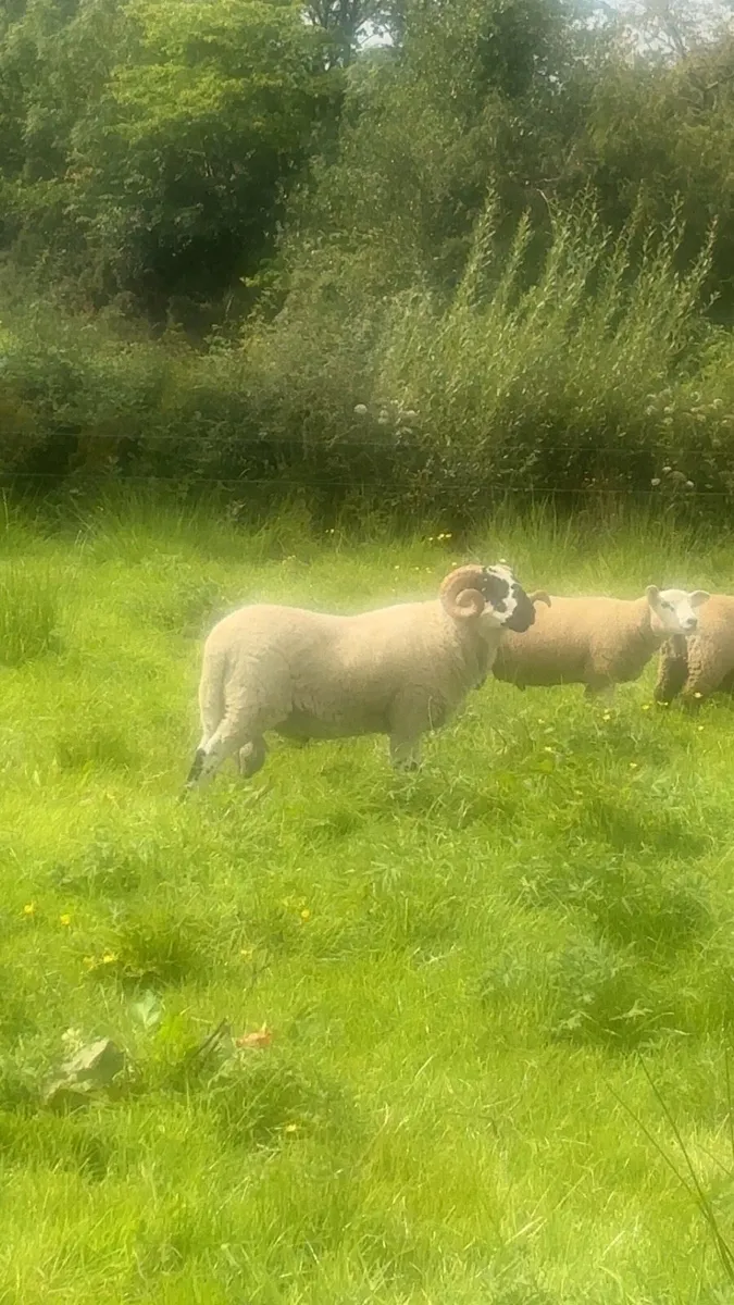 Scotch ram - Image 4