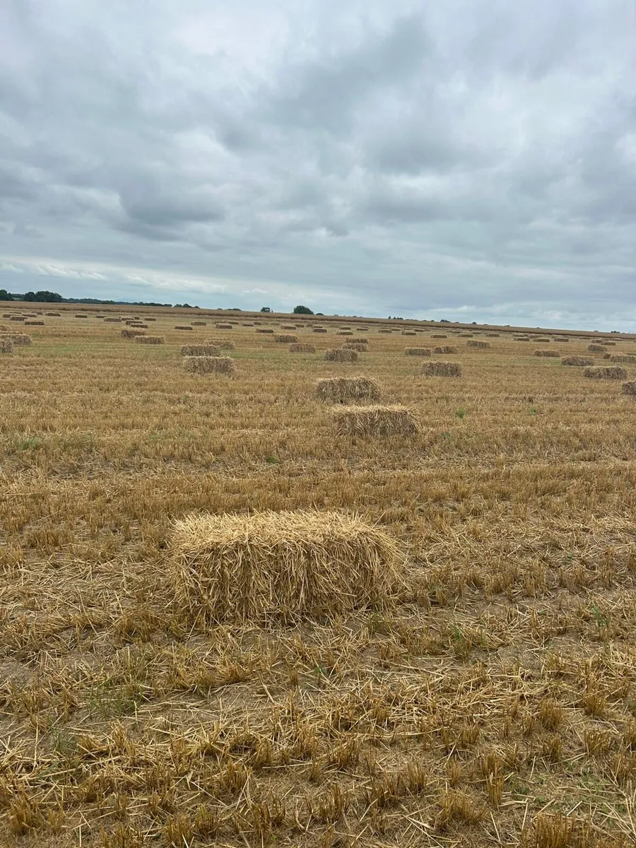 Small bales of barley straw - Image 2
