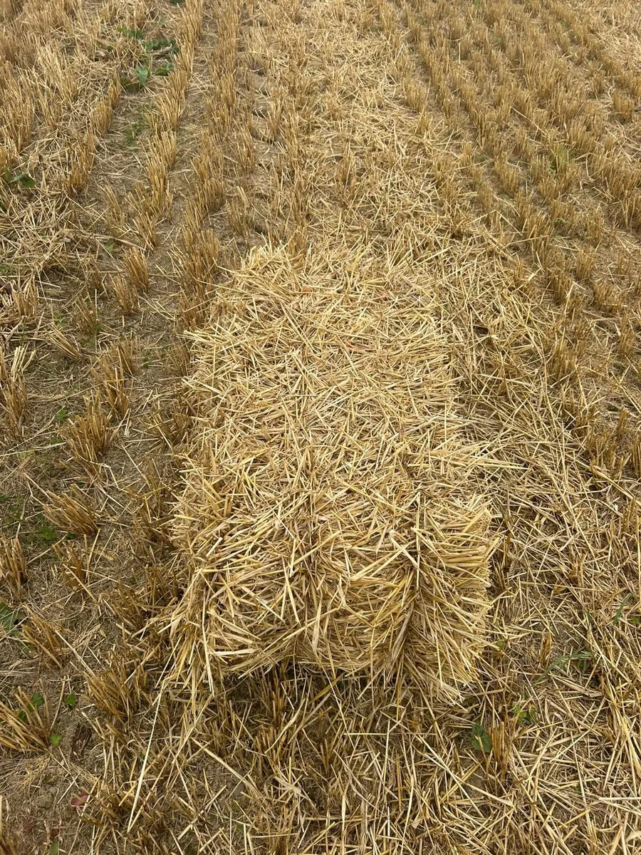 Small bales of barley straw - Image 3
