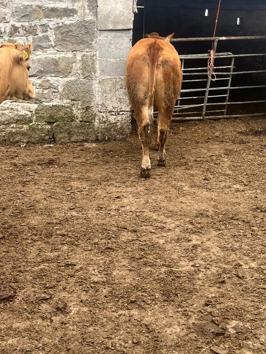 Store heifers - Image 1